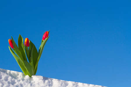 Tulips on a bright sunny day on the snow