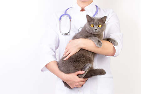The veterinarian holds a cat in her arms on white backgroundの写真素材