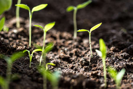 Young sprout in the spring.の写真素材