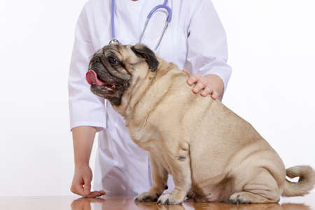 the vet examines the dog pugの写真素材