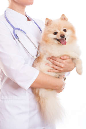 The vet is holding the dog breed Spitz.の写真素材