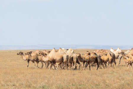 Image of camels in Kazakhstan steppes, herdsの写真素材