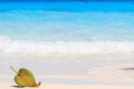 Sea Poison Tree fruits Barringtonia asiatica against sand and sea wave background. thailandの写真素材