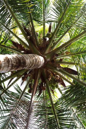Palm Trees - palm view from the bottom. View.