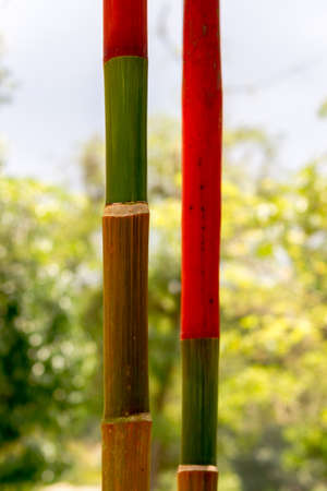 Bamboo trunks in bright colors. closeup