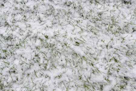 Green grass covered with snowの写真素材