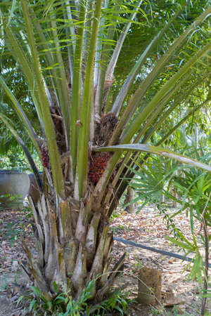 pam oil tree are grow up