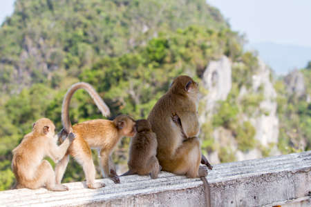 Macaca Baby with her parents at Tiger Cave Temple in Krabi, Thailand