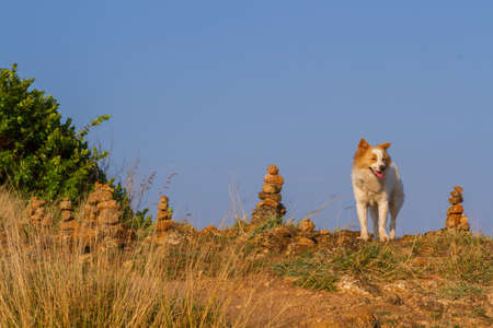 dog red white color outdoorの写真素材