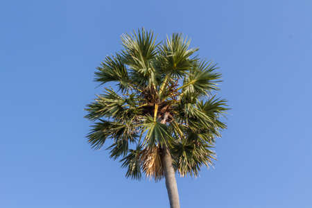 Green palm tree on blue sky backgroundの写真素材