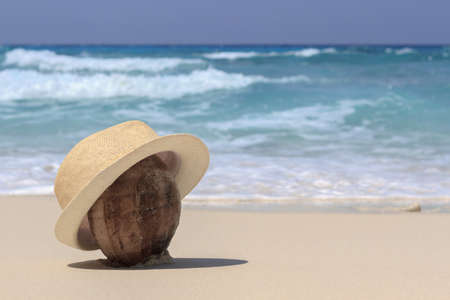 Coconut sitting on the sand with shell with sky background