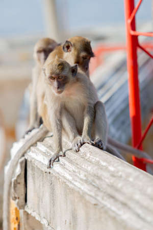 Three monkeysの写真素材