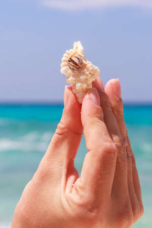 hermit crab on hand at Lipe island thailandの写真素材