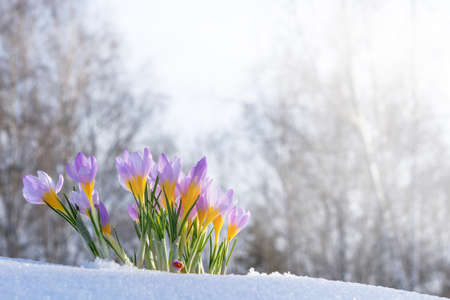 Purple crocuses growing through the snow in early springの写真素材