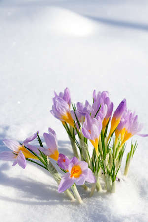Purple crocuses growing through the snow in early springの写真素材