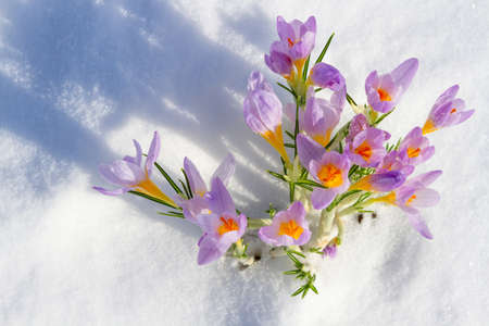 Purple crocuses growing through the snow in early springの写真素材