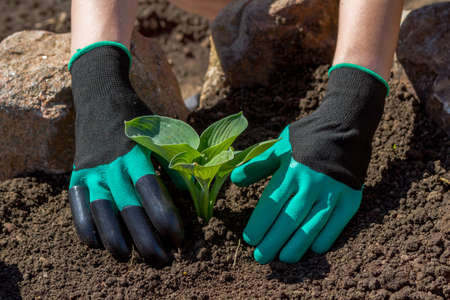 Gardeners hand planting flowers in the soil