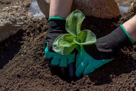 Gardeners hand planting flowers in the soilの写真素材
