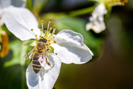 The bee sits on a flower of a bush blossoming apple-tree and pollinates him.