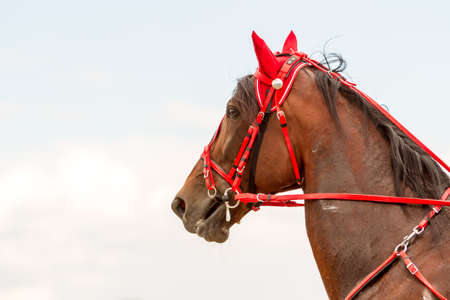 Hippodrome brown head horse in harness on the sky backgroundの写真素材