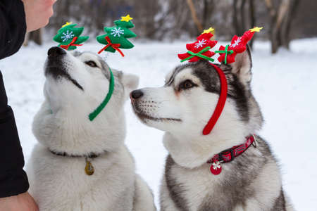 Thoroughbred dogs husky in the winter on white snow with horns on his head. New year, Christmasの写真素材