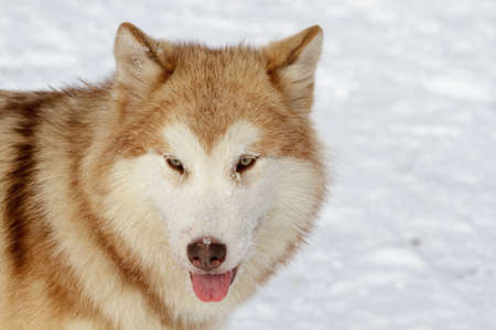 Pedigree dog Malamute in the winter on the white snow