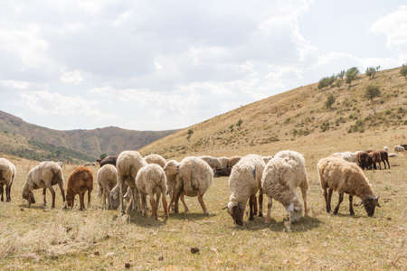 a flock of sheep grazing on the hill.の写真素材