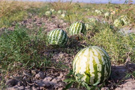 Melon and watermelon grow in the open field, sweet fruit.の写真素材