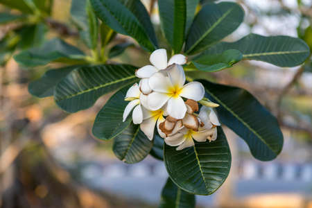 White plumeria flowers in gardenの写真素材