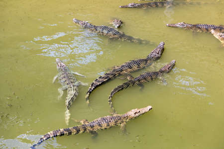Image of a crocodile in the water. Reptilesの写真素材