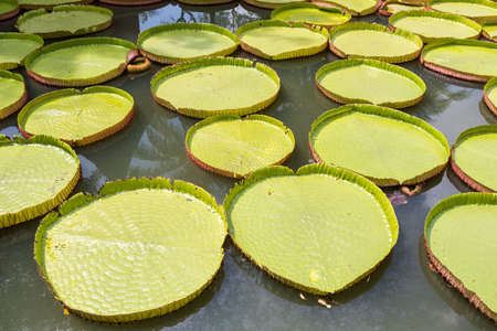 The enormous floating leaves of the Lotus.の写真素材