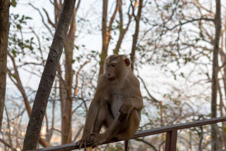 The monkey is sitting on the railing