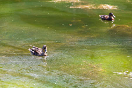 Duck on water scene. Duck water. Duck swim. Ducks swimming waterの写真素材