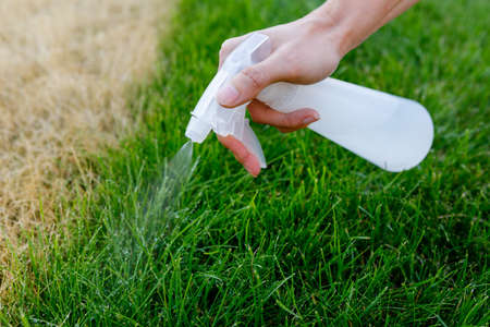 A girl sprays fresh grass with water at home. Love for plants.の写真素材