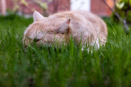 cat lies on green grassの写真素材