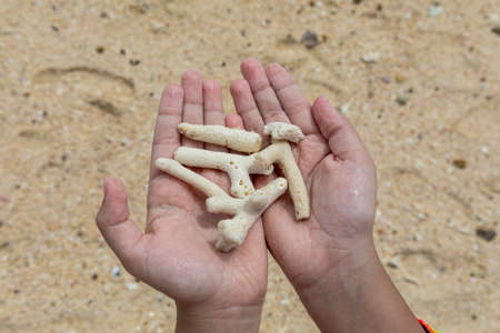 On the children's hands are white corals, The background is sandの写真素材
