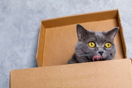 Cute gray cat peeking out of a cardboard box at home, close-upの写真素材