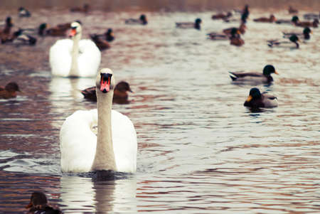 White swan