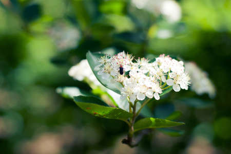 The little bugの写真素材