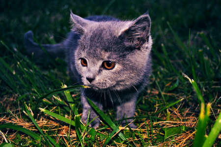 The catの写真素材