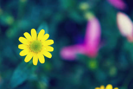 Yellow flower の素材