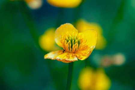 Flower の素材