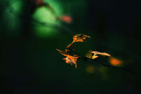 Dark forrestの素材