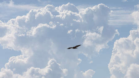 Vulture with huge heap clouds on sunny dayの写真素材