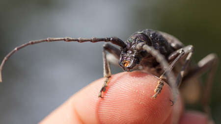black beetle with long antennas sits on a human fingerの写真素材
