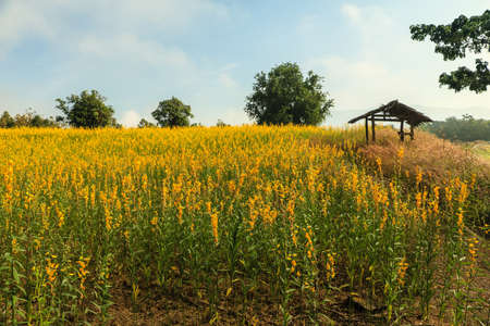 Sunhemp flowers field with blue sky.の写真素材