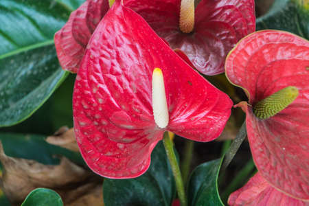 Close up,red spadix flower.の写真素材