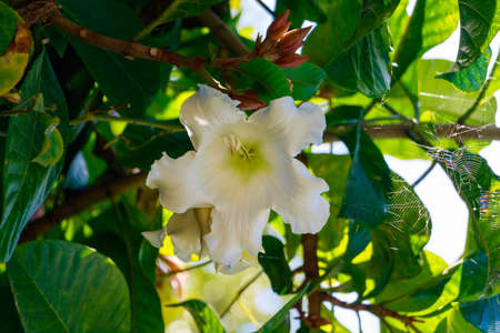 Close up,white flower by sky background.の写真素材