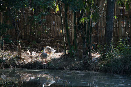 Swan in bamboo forest with a wooden background.の写真素材