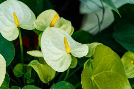 Close up,white spadix flower.の写真素材